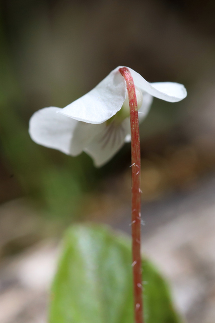 Viola primulifolia