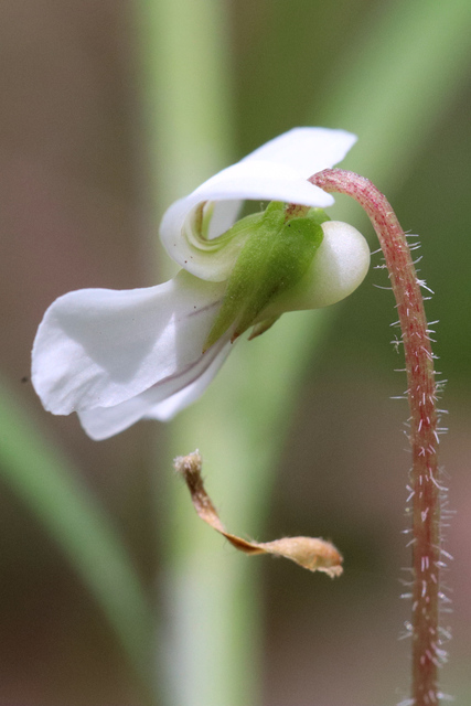 Viola primulifolia