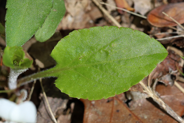 Viola primulifolia - leaves