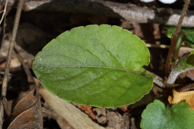 Viola primulifolia - leaves