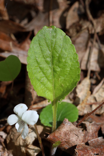 Viola primulifolia - leaves