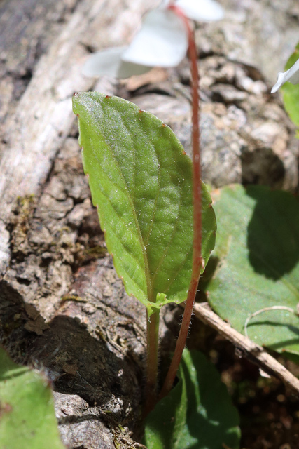 Viola primulifolia - leaves