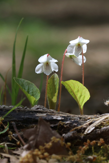 Viola primulifolia - plants