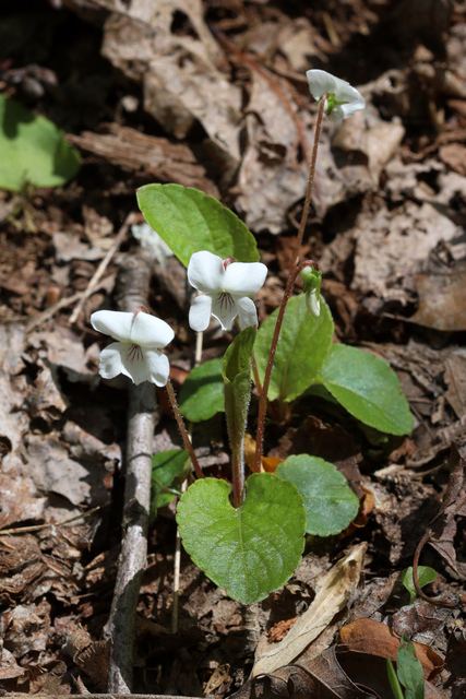 Viola primulifolia - plants