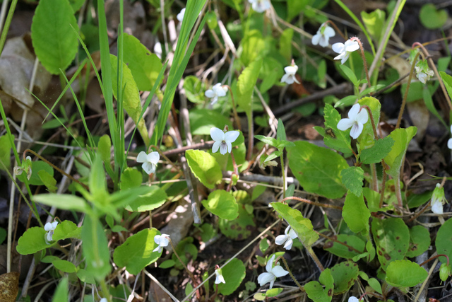 Viola primulifolia - plants