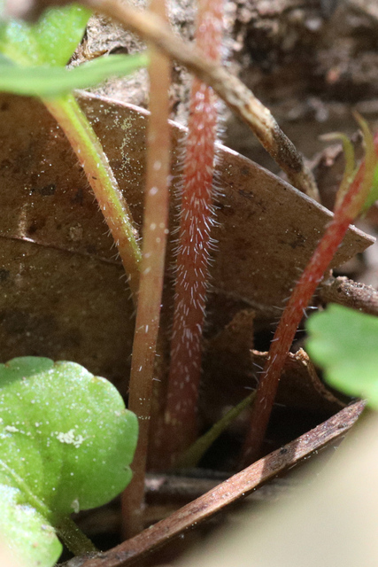 Viola primulifolia - stem