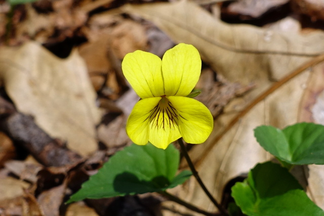 Viola pubescens