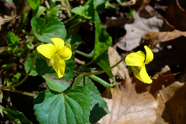 Viola pubescens