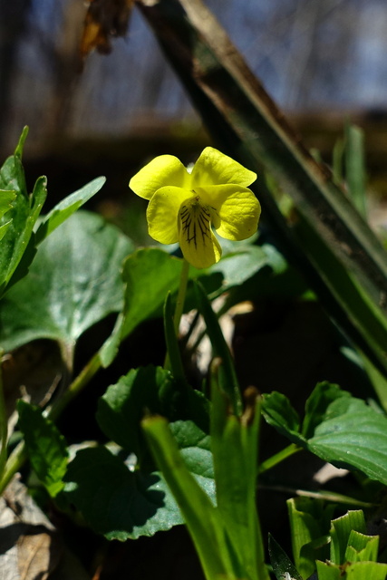 Viola pubescens