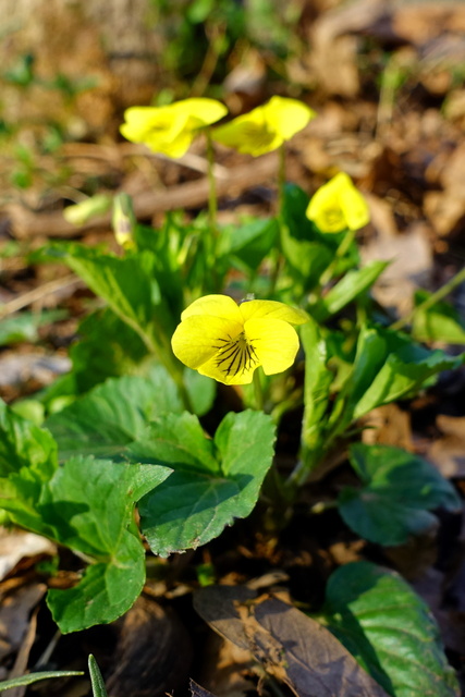 Viola pubescens