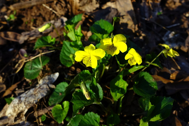 Viola pubescens