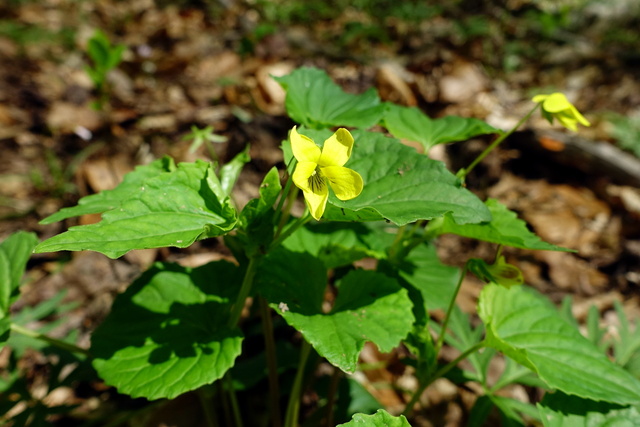 Viola pubescens