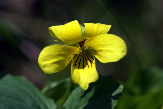 Viola pubescens