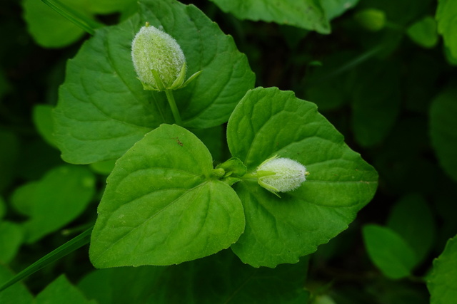 Viola pubescens - fruit