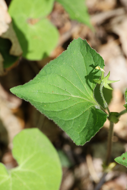 Viola pubescens - leaves