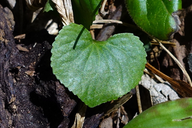 Viola pubescens - leaves