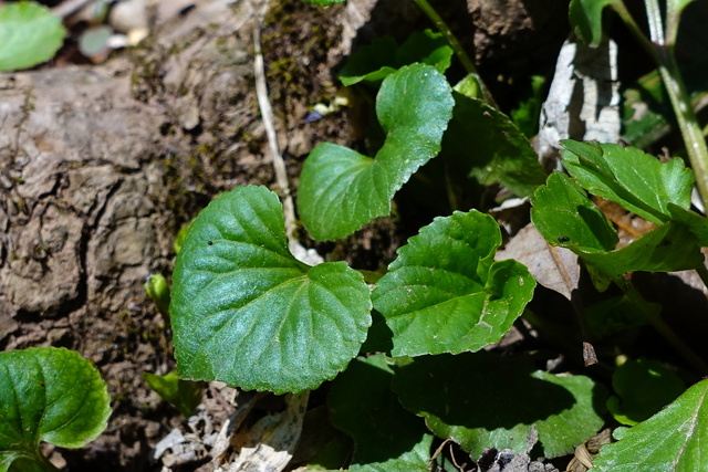 Viola pubescens - leaves