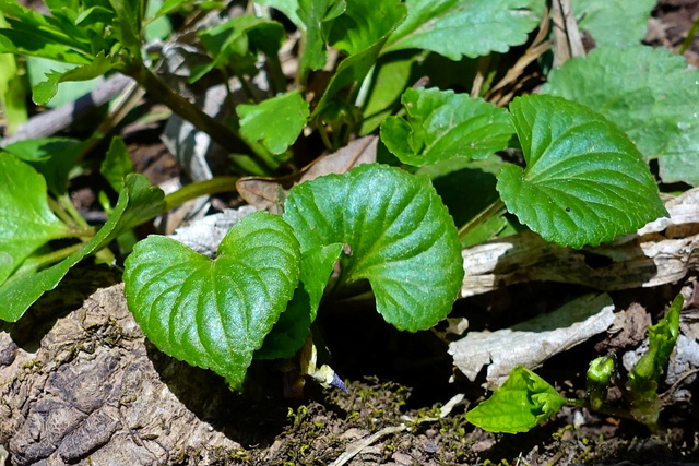 Viola pubescens - leaves