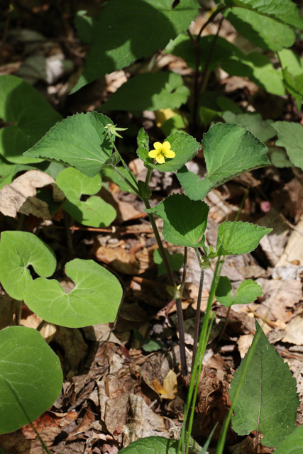 Viola pubescens - plant