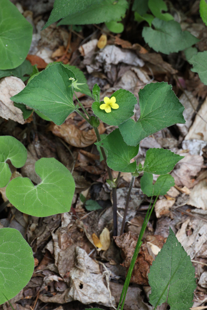 Viola pubescens - plant
