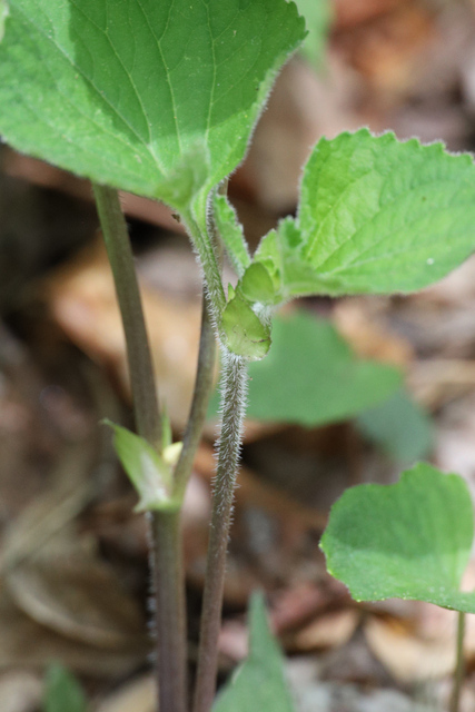 Viola pubescens - stem