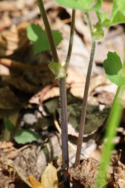 Viola pubescens - stem