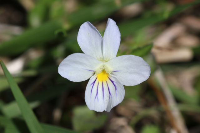 Viola rafinesquei