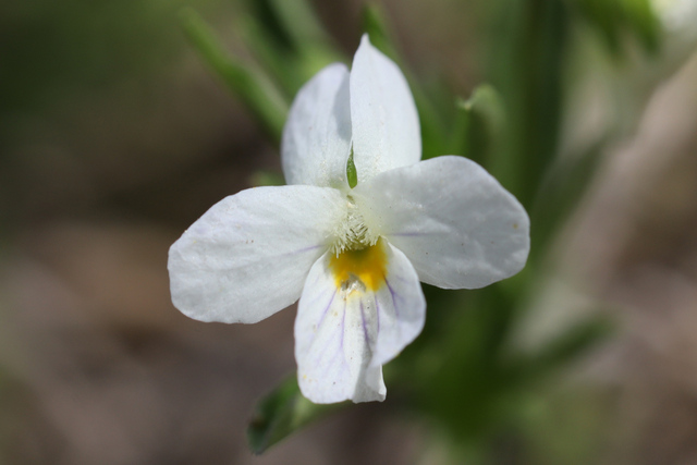 Viola rafinesquei