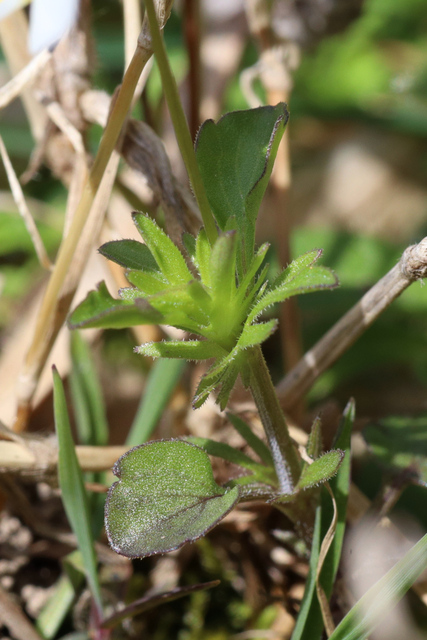 Viola rafinesquei - leaves