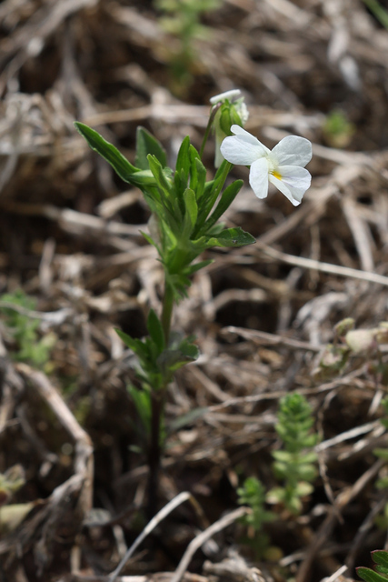 Viola rafinesquei - plant