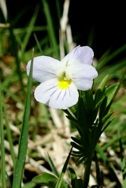 Viola rafinesquei - plant