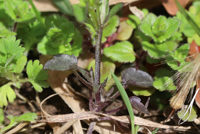 Viola rafinesquei - stem