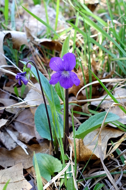 Viola sagittata