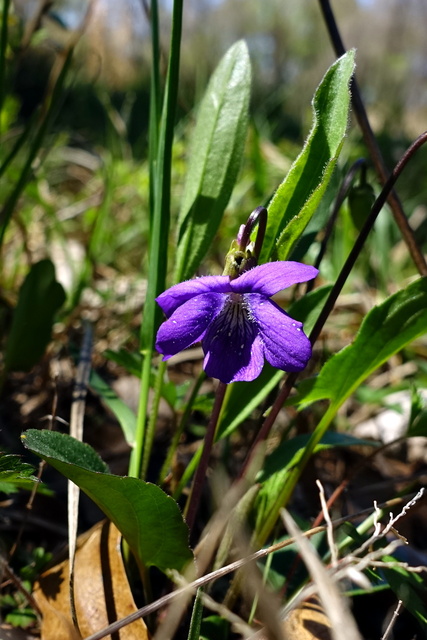 Viola sagittata