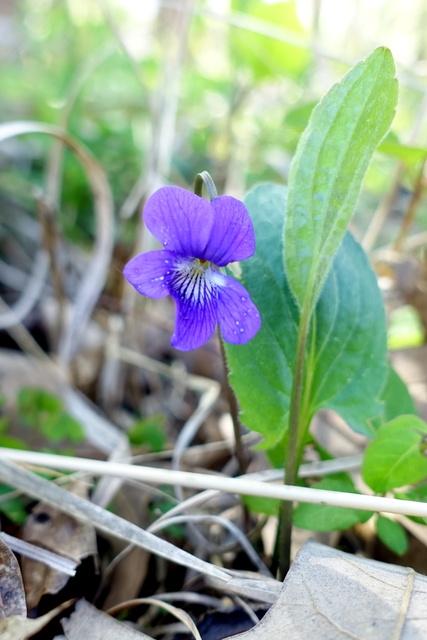 Viola sagittata