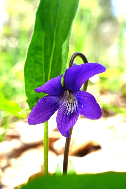 Viola sagittata