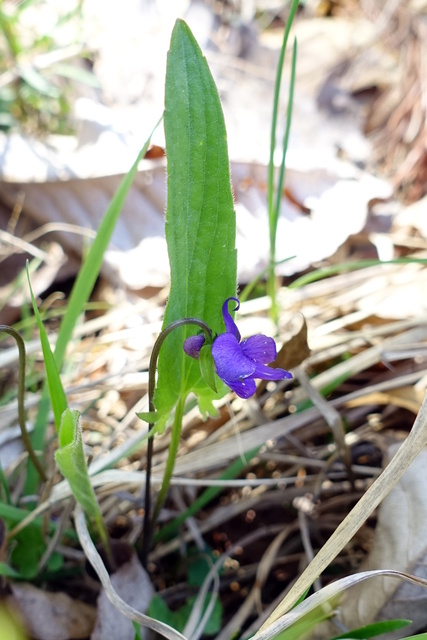 Viola sagittata