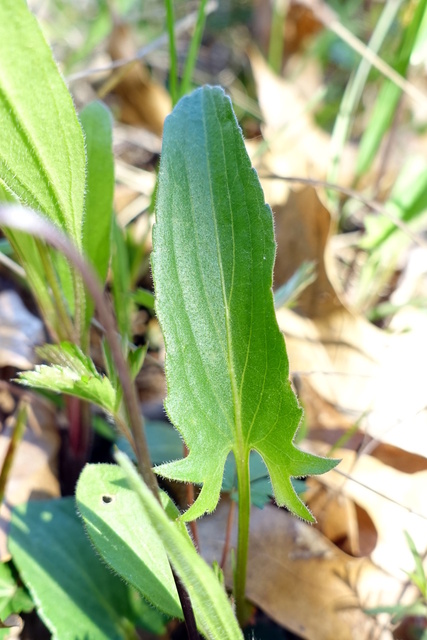 Viola sagittata - leaves