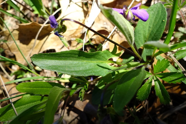 Viola sagittata - leaves