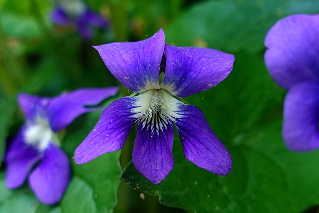 Viola sororia