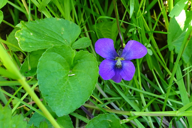 Viola sororia