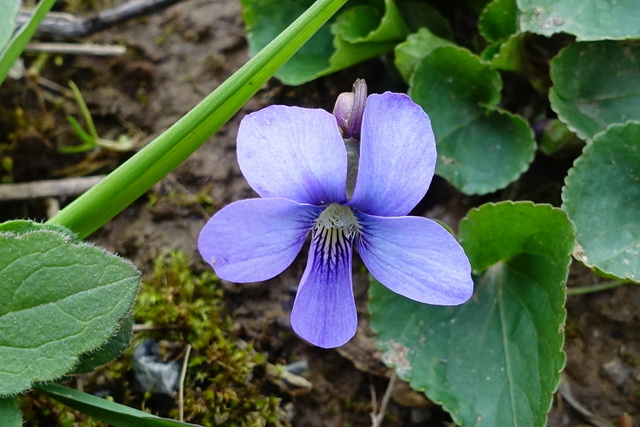 Viola sororia