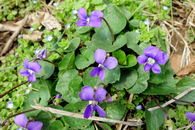 Viola sororia