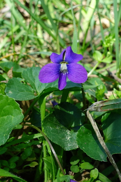 Viola sororia