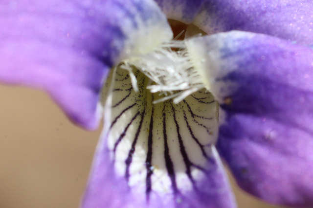 Viola sororia