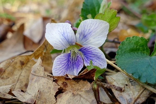 Viola sororia