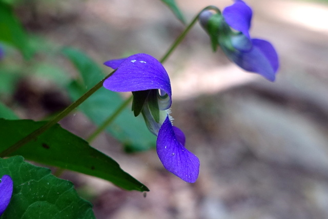 Viola sororia