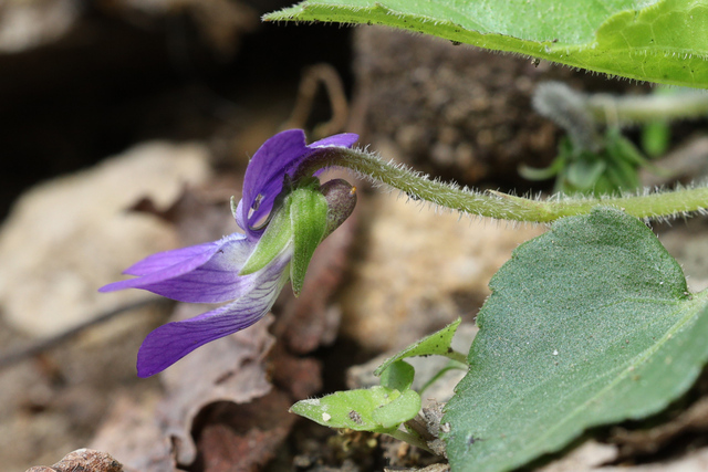 Viola sororia