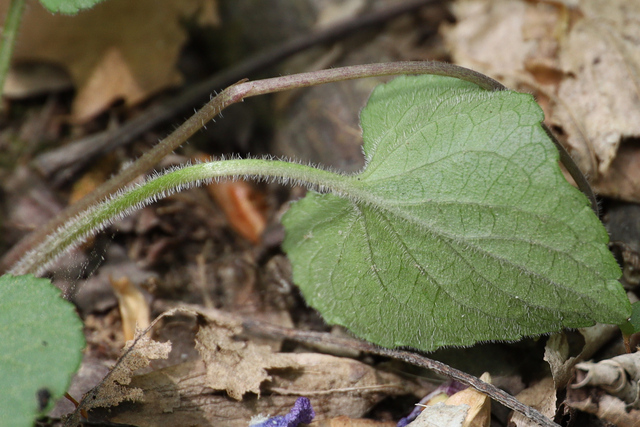 Viola sororia - leaf underside