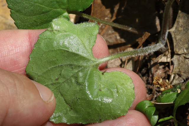 Viola sororia - leaf underside